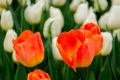 Виолы и тюльпаны украсят весенний Петербург 